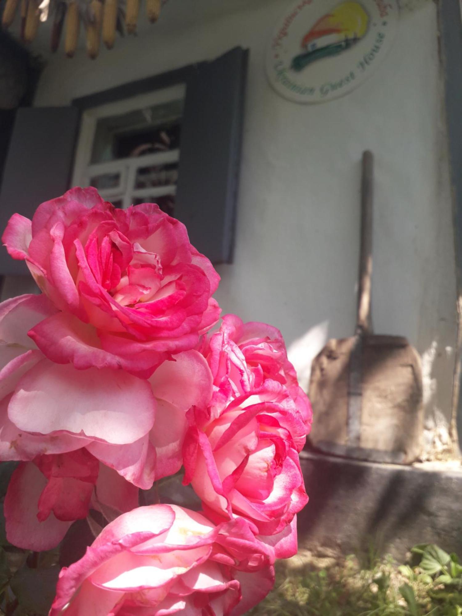 Медова Садиба Subbotiv Oda fotoğraf